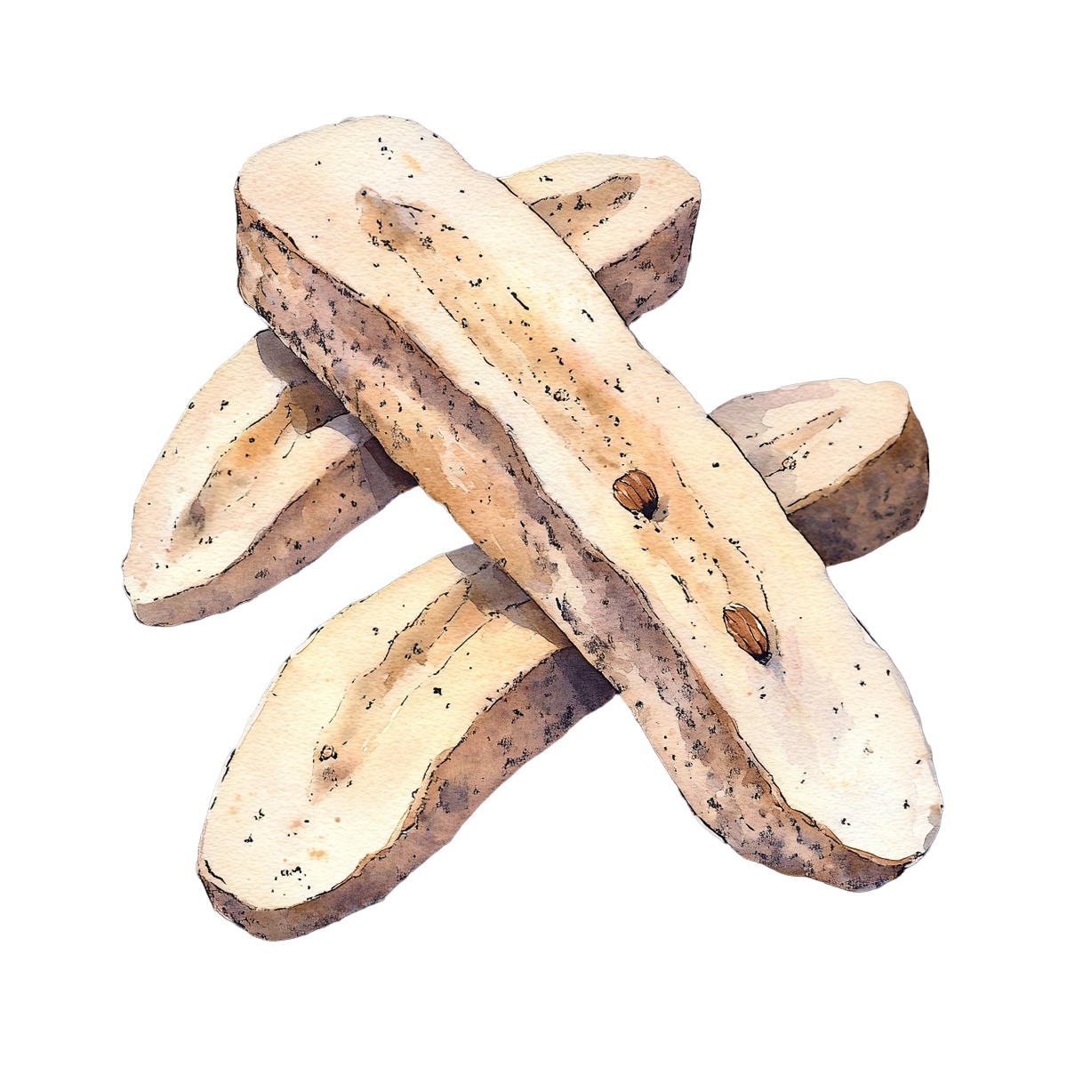 Biscotti cookies with almonds shown in a watercolor style.