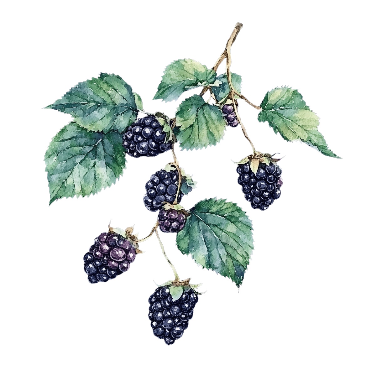 Blackberry branch with ripe berries and green leaves.
