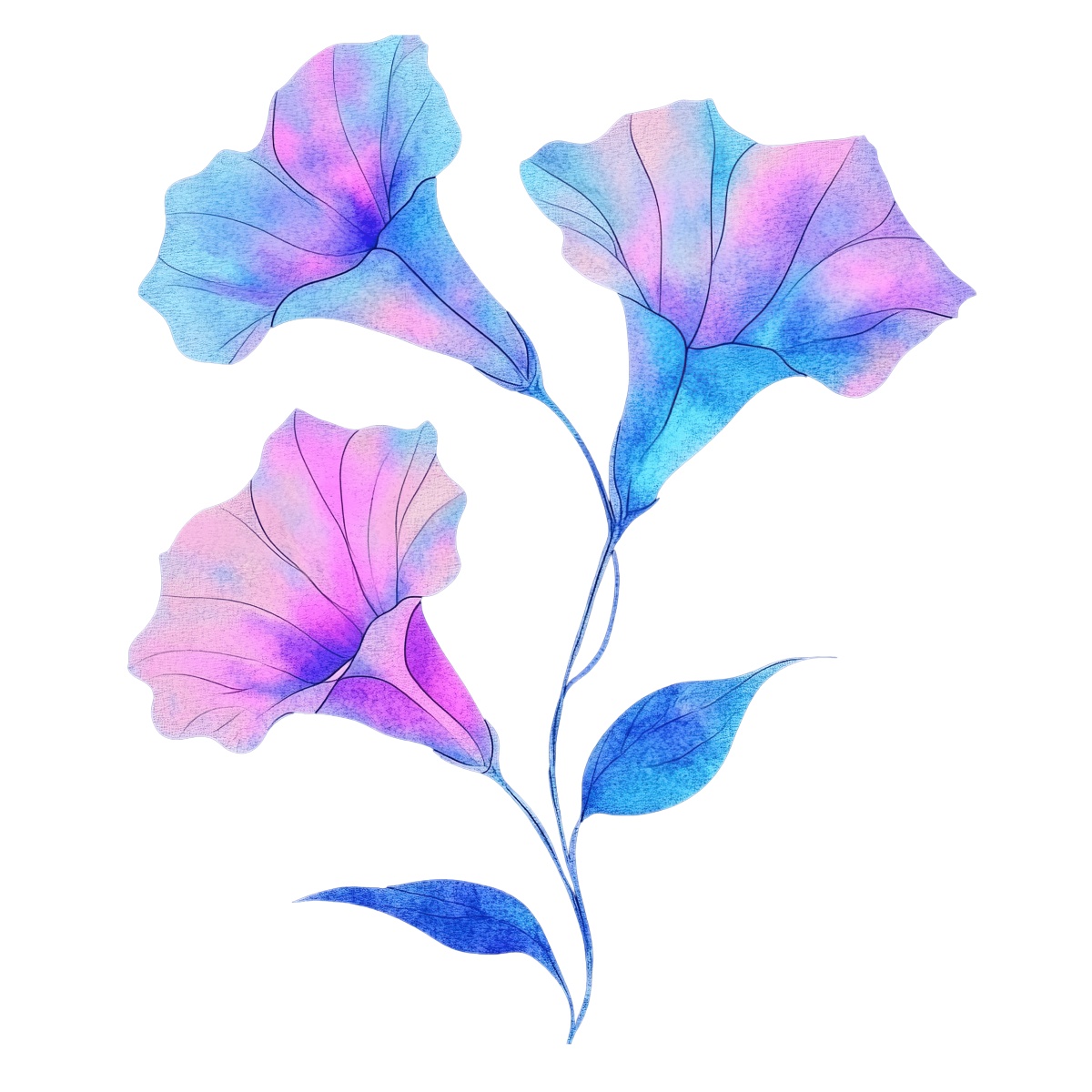 Digital illustration of blue and purple morning glory flowers with detailed leaves.