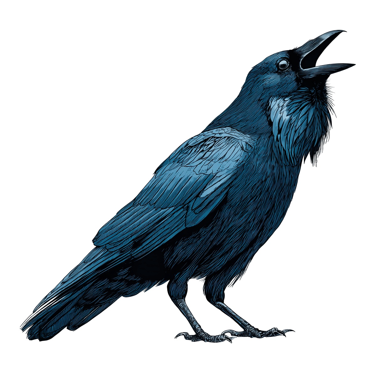 Blue feathered raven illustration