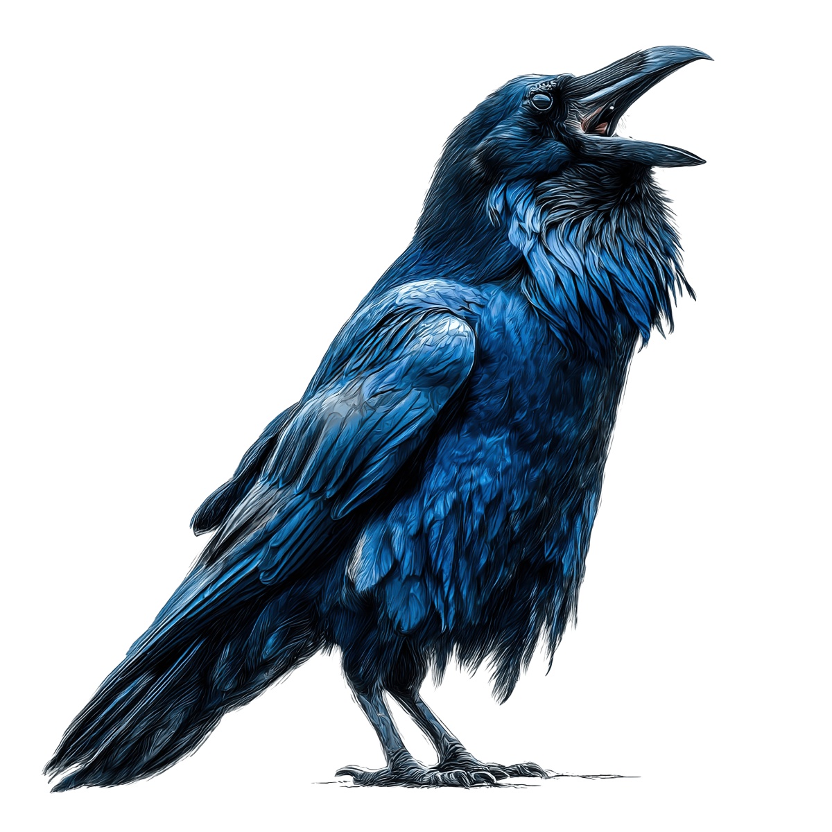 Blue feathered raven with open beak