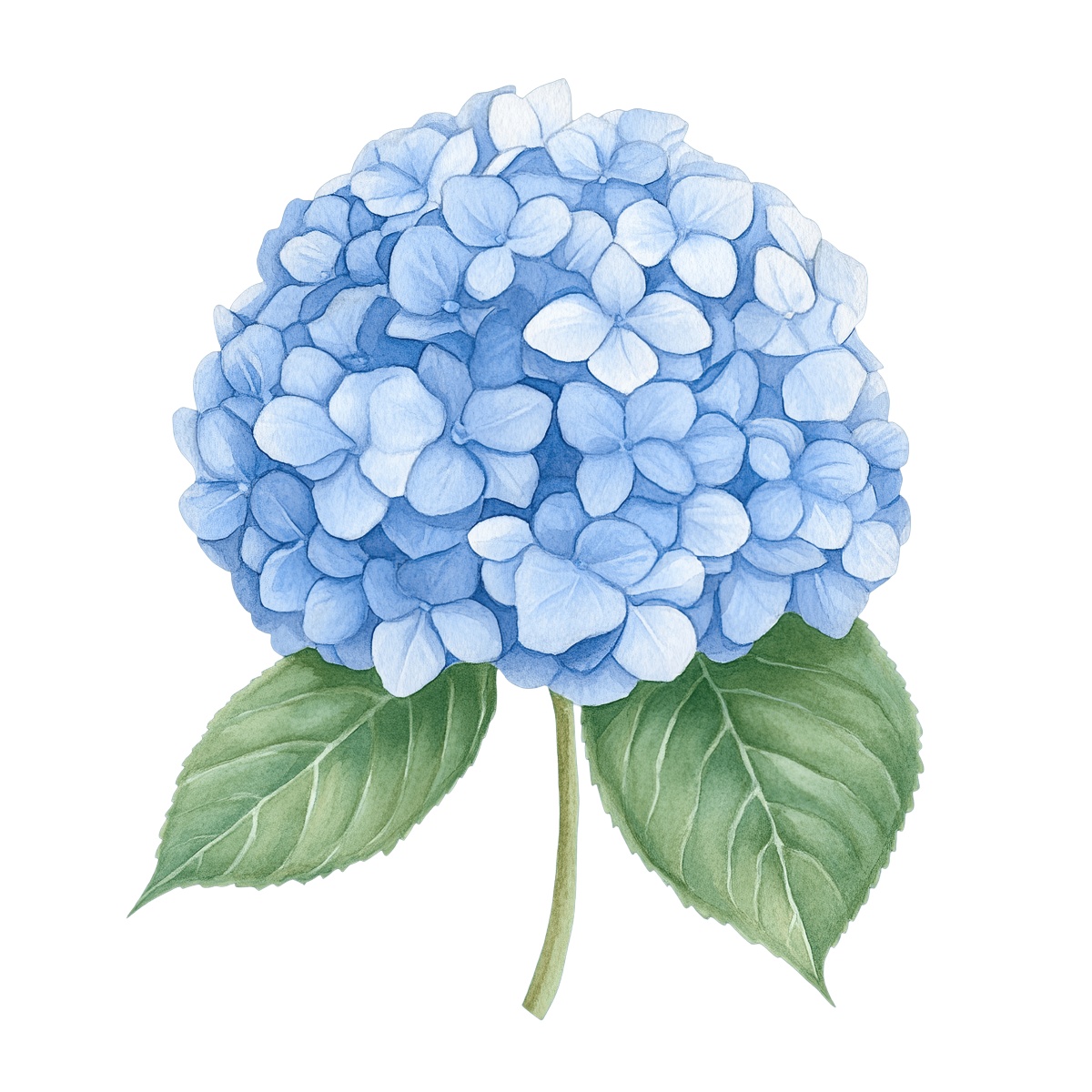 Blue hydrangea flower with green leaves against a black background.