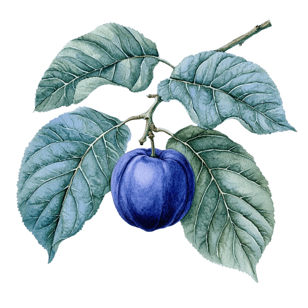 Blue plum on a branch with green leaves in detailed clipart style.