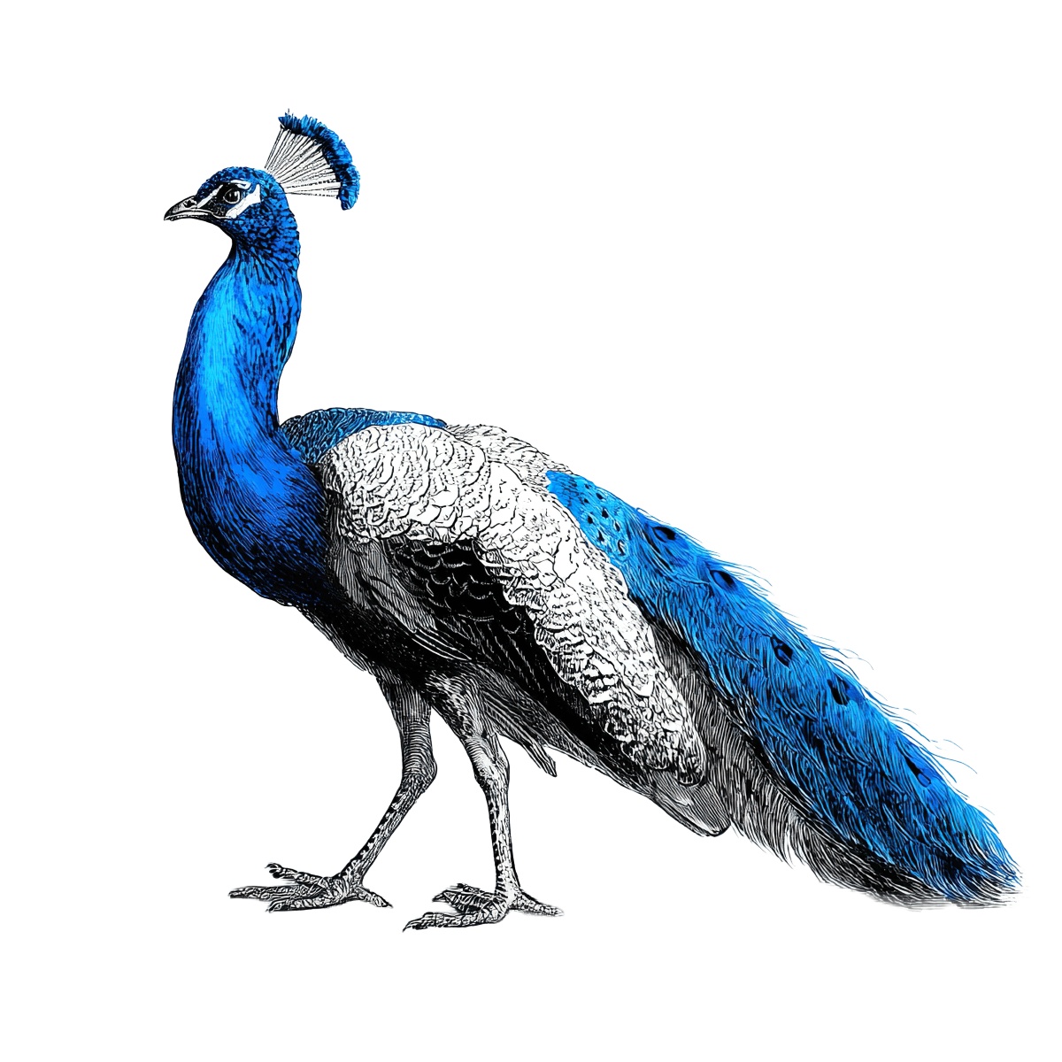 Detailed blue and white peacock illustration