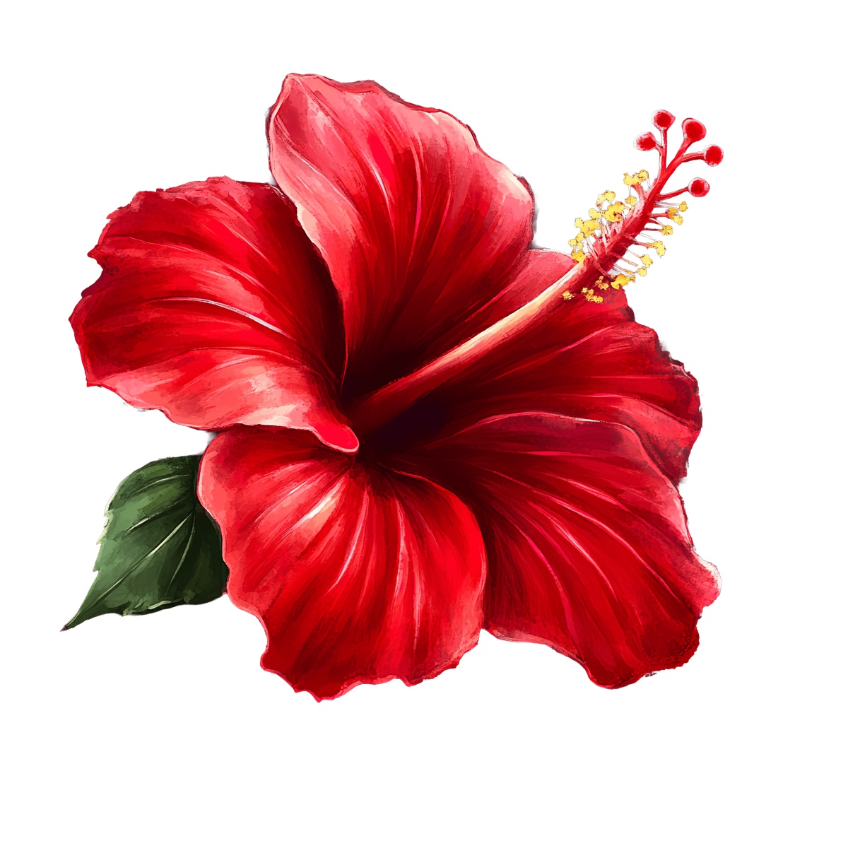 Red hibiscus flower with detailed petals, stamen, and green leaves.