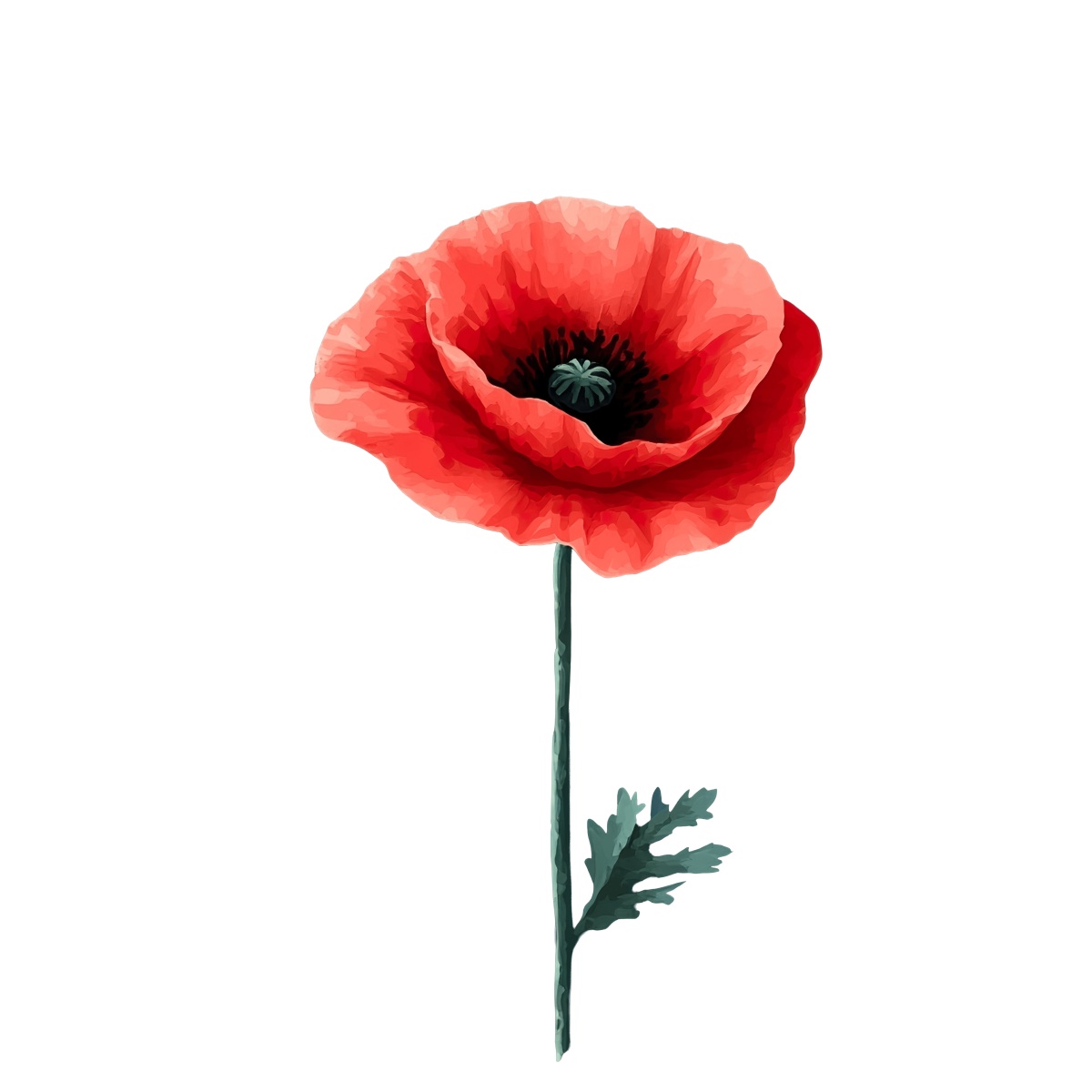 Red poppy flower with green stem and intricate detailing on black.