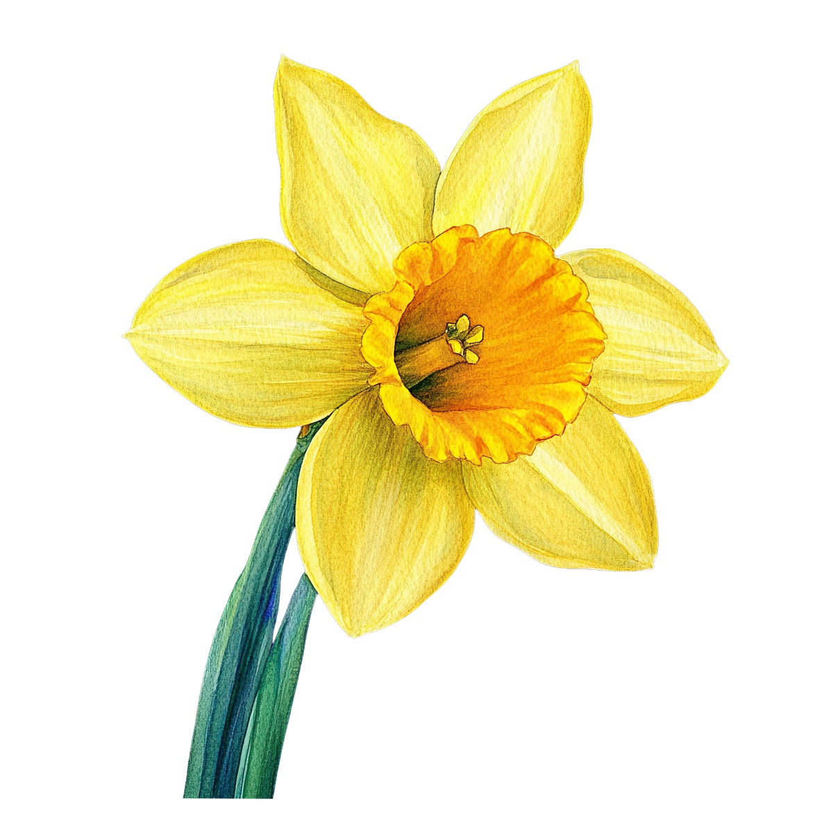 Bright yellow daffodil with green stem on a black background.