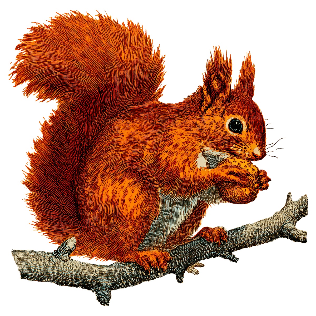 Squirrel holding a nut on branch