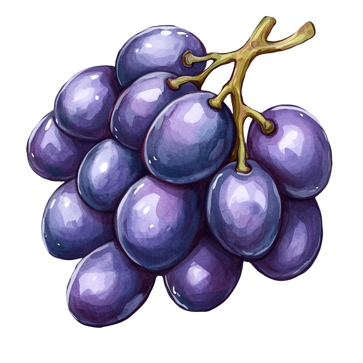 Bunch of purple grapes with detailed highlights and a brown stem.