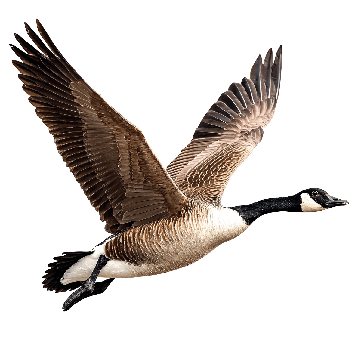 Flying Canada goose with spread wings