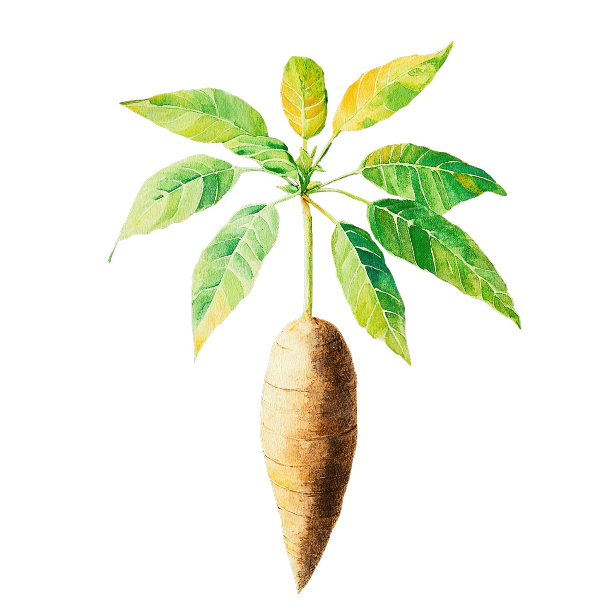 Cassava plant with green leaves and a brown tuber.