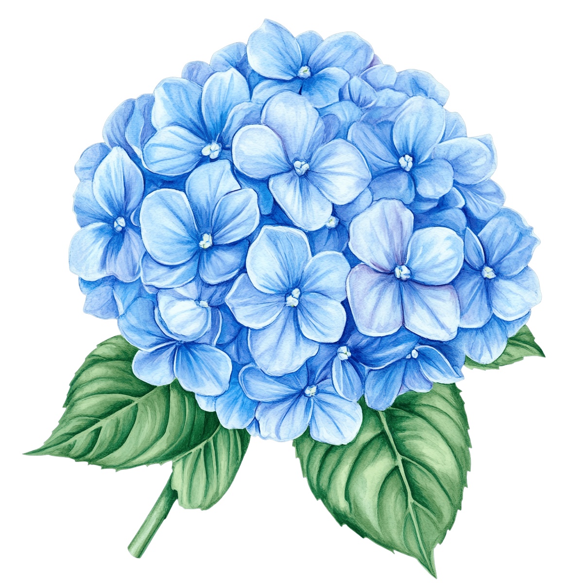 Blue hydrangea flower cluster with green leaves on a black background.