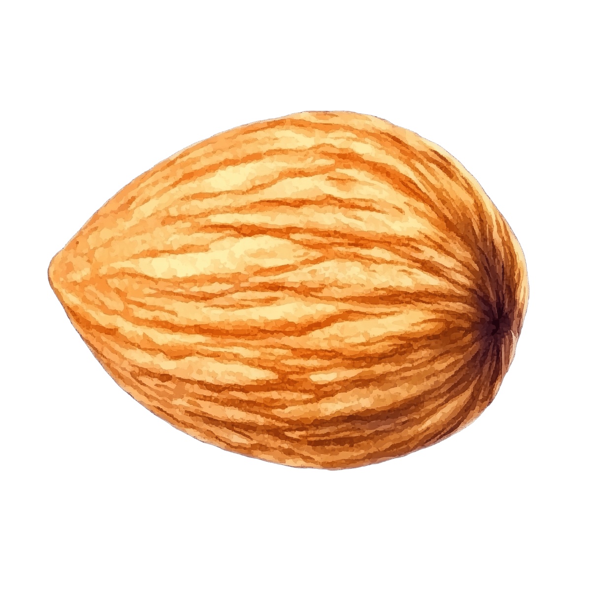 Almond with a detailed textured shell.