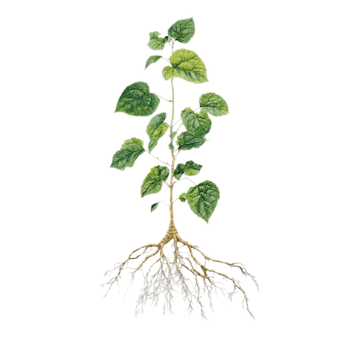 Botanical art of a plant with detailed roots and green leaves.
