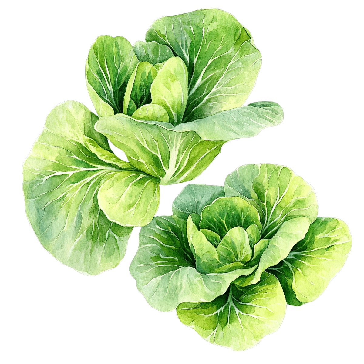 Green lettuce leaves with detailed texture.