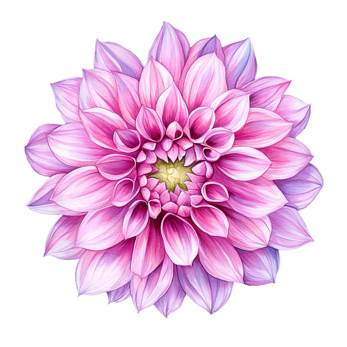 Detailed illustration of a large pink dahlia flower with intricate petals.