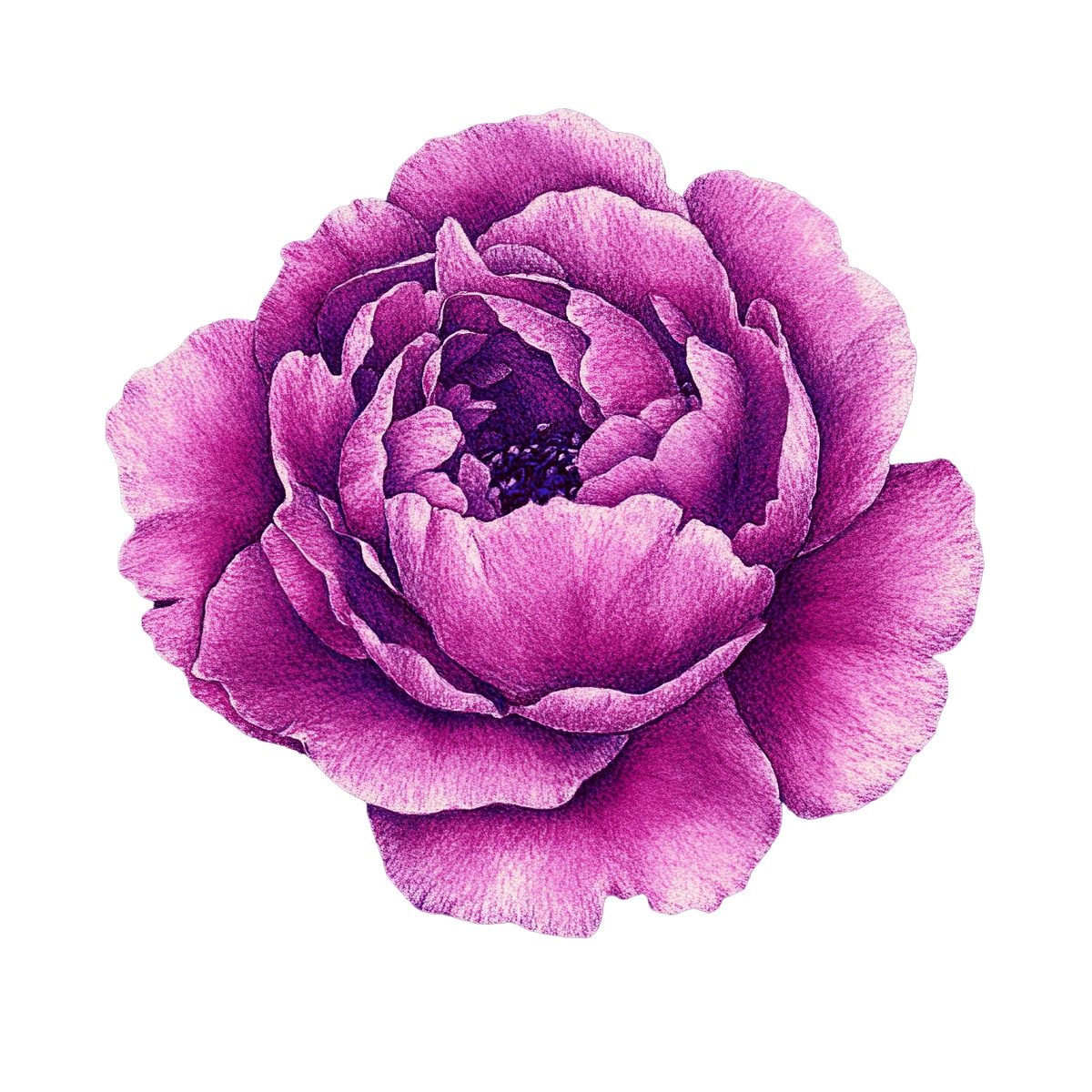 Detailed purple peony flower with textured petals on a black background.
