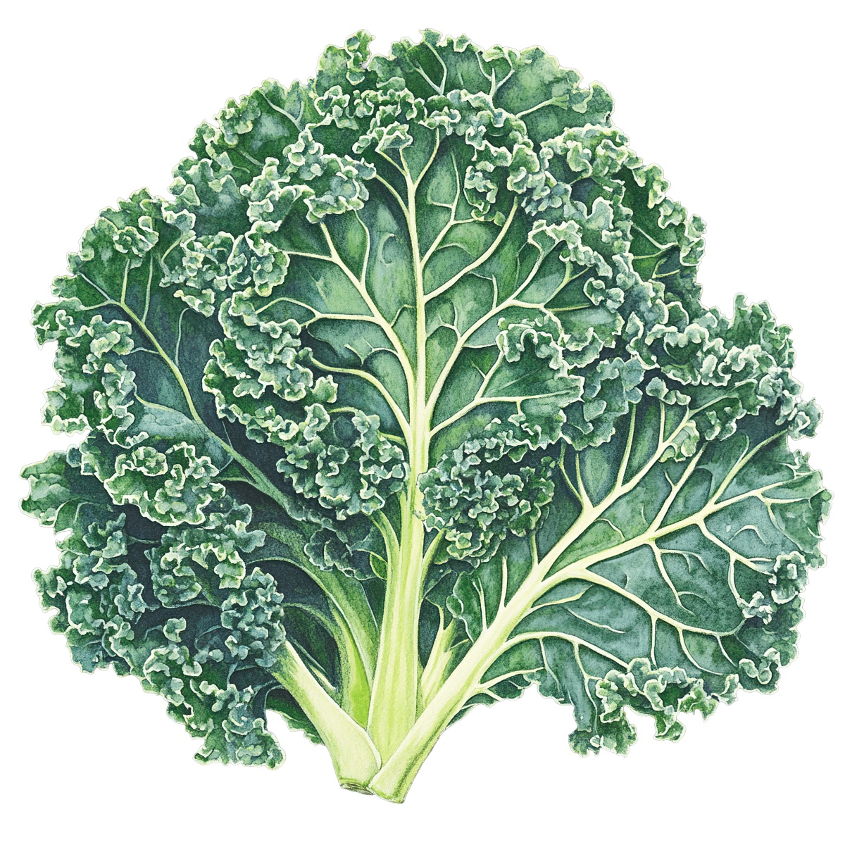 Kale leaf with curly edges and vibrant green color.