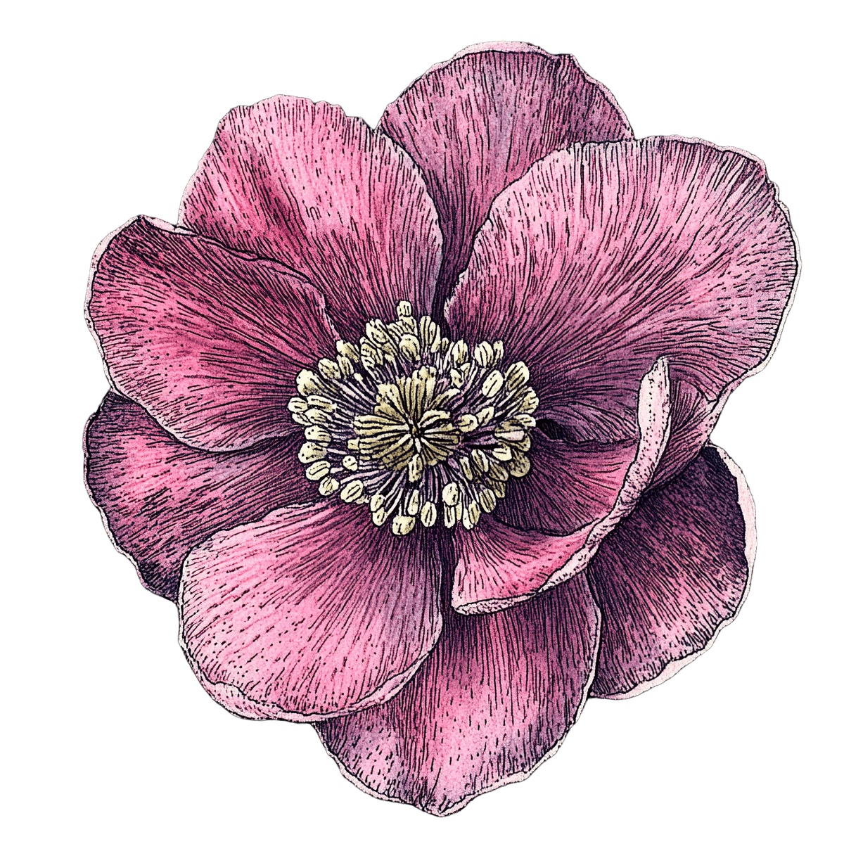 Pink flower with layered petals and a detailed yellow center on black.