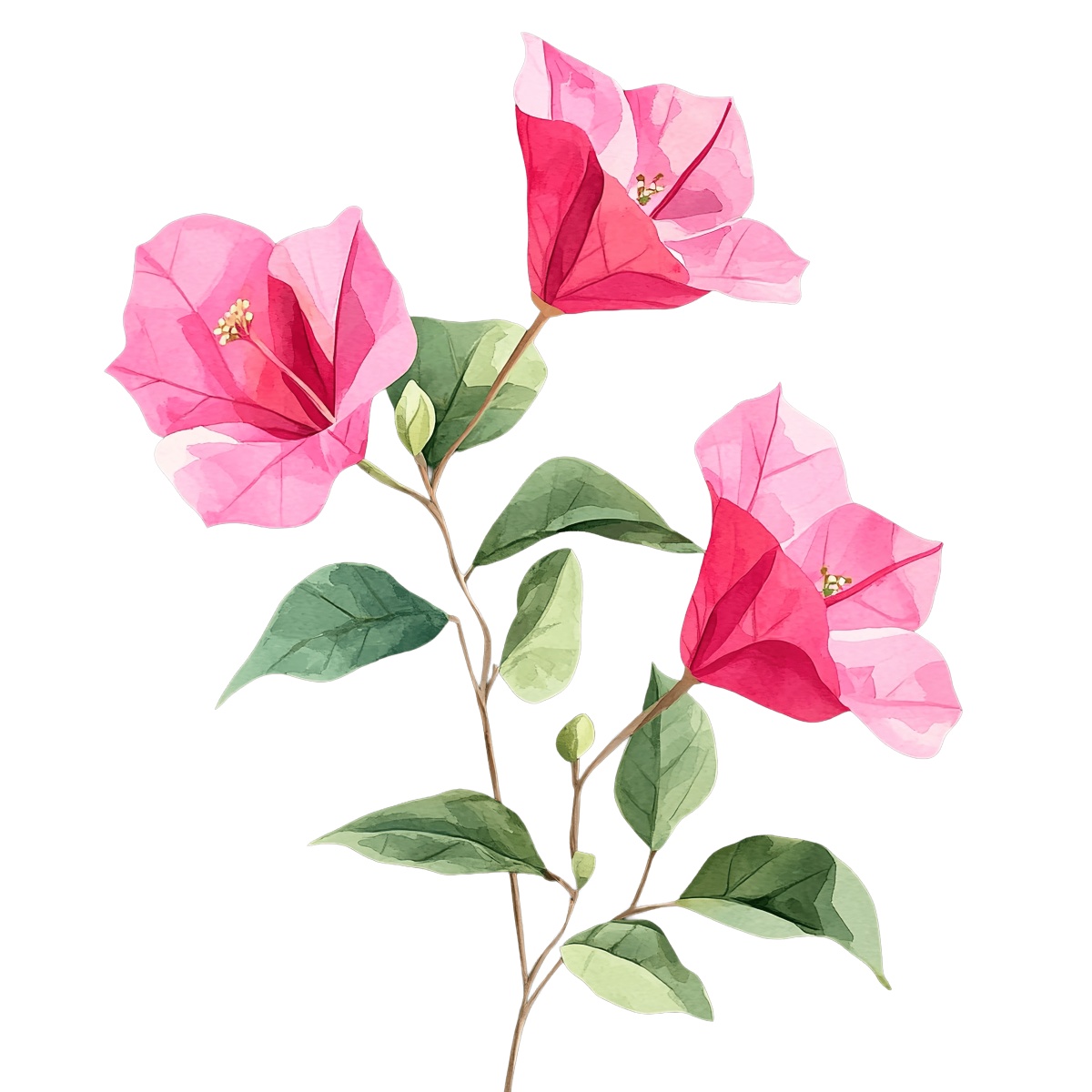 Pink bougainvillea flowers with green leaves on dark background.