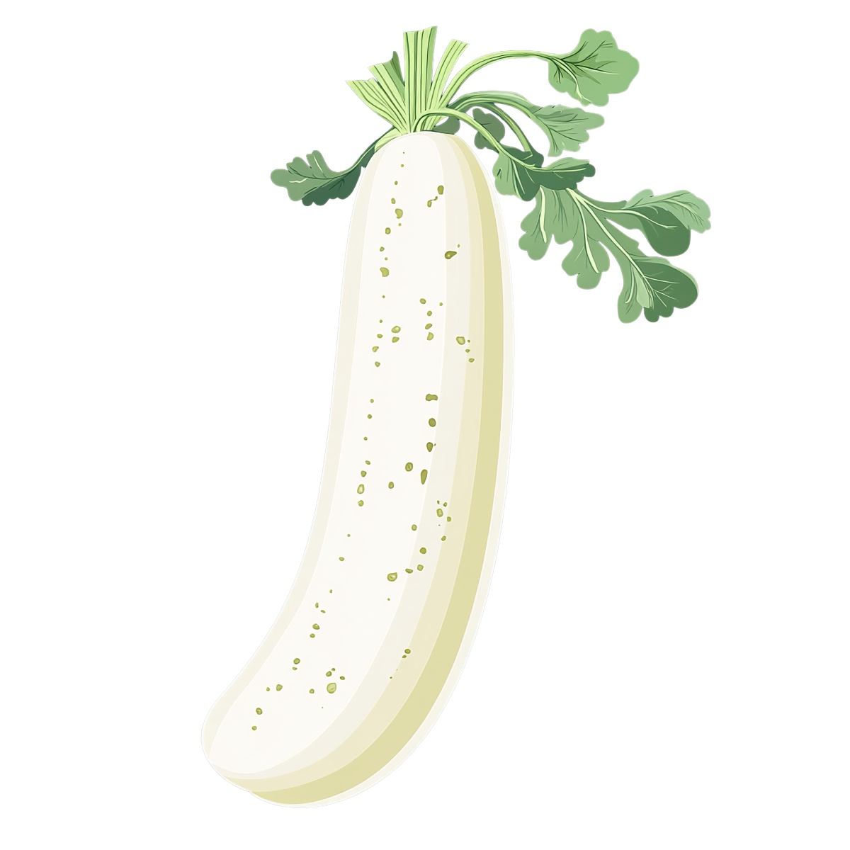 Daikon radish with green leaves in clipart style.