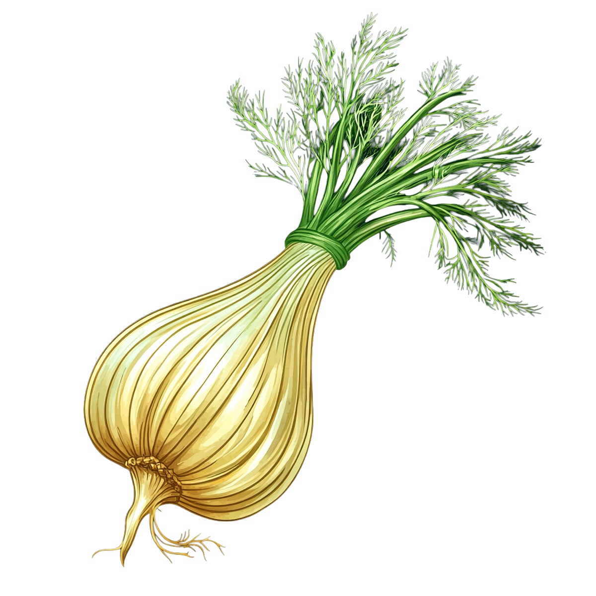 Fennel bulb with green fronds, detailed clipart.