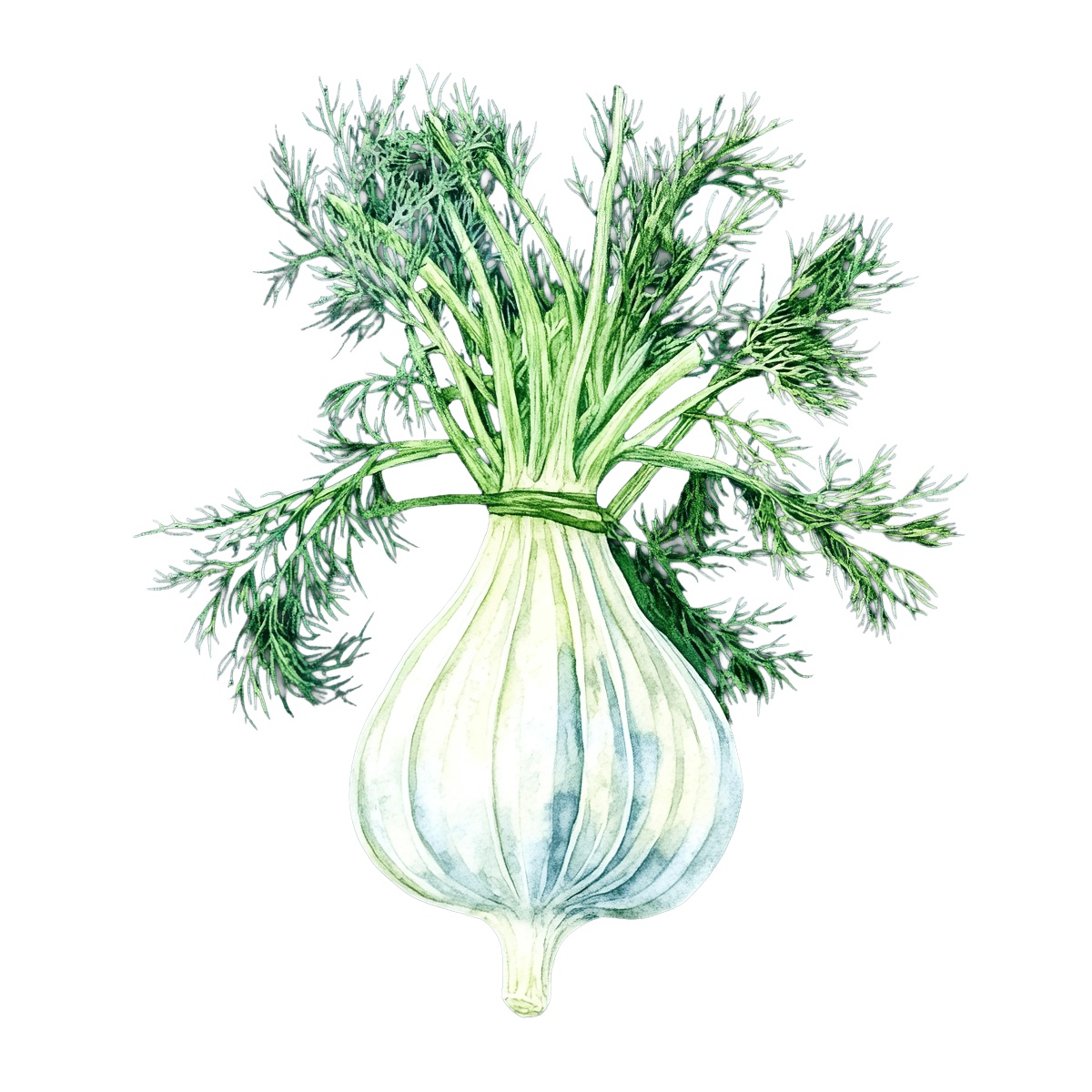 Fennel bulb with green fronds.