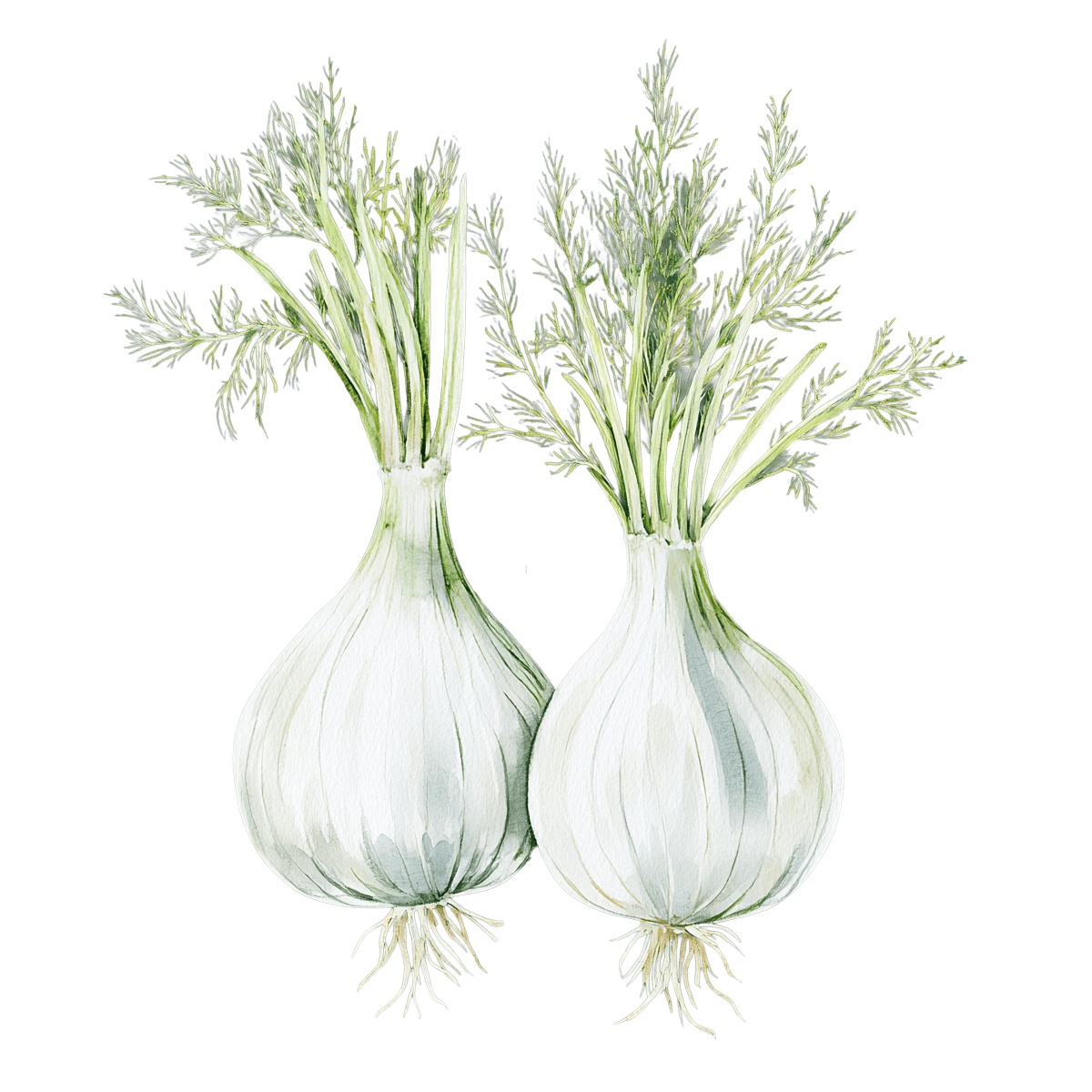 Two fennel bulbs with green fronds.