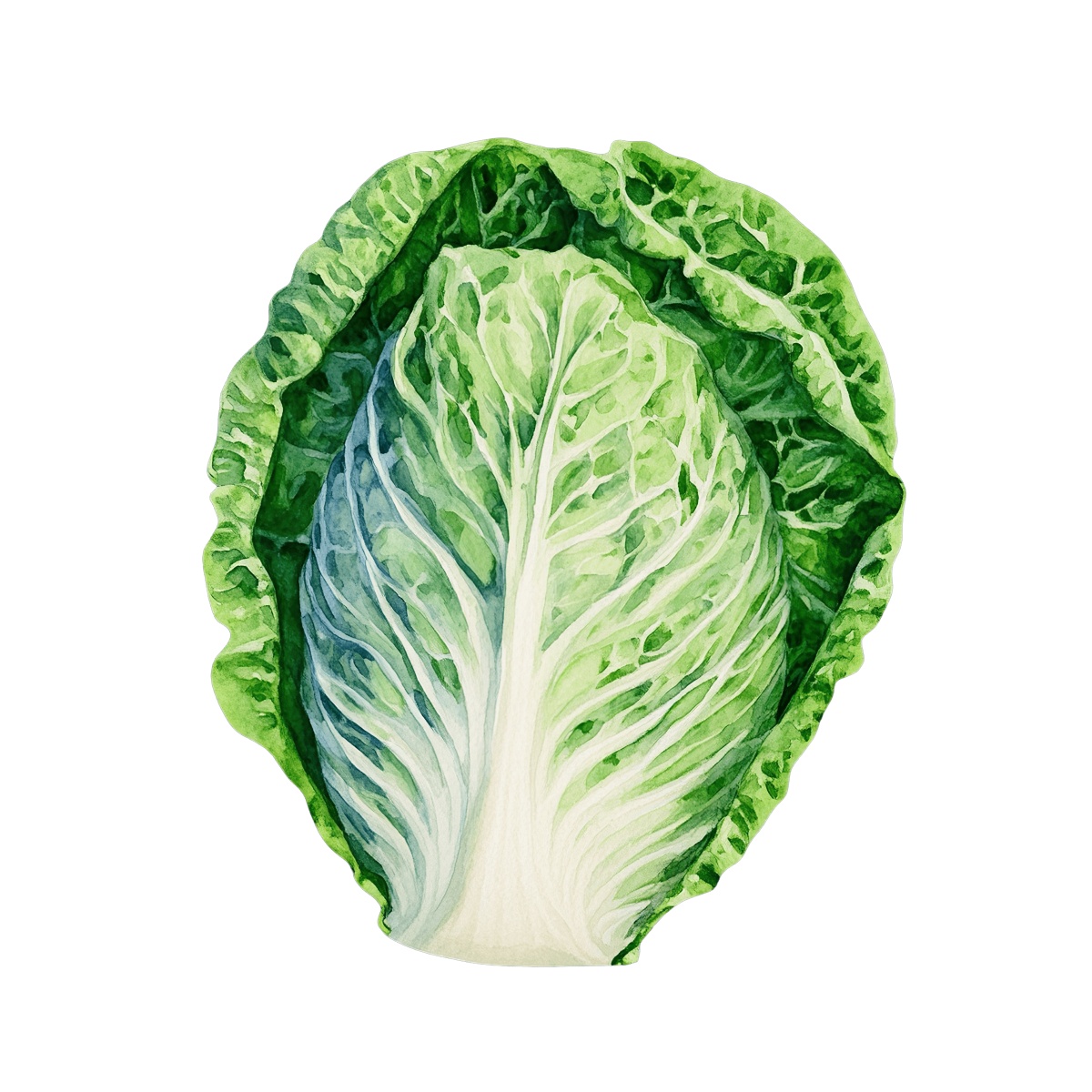 Fresh green cabbage with detailed leaf texture and vibrant colors.