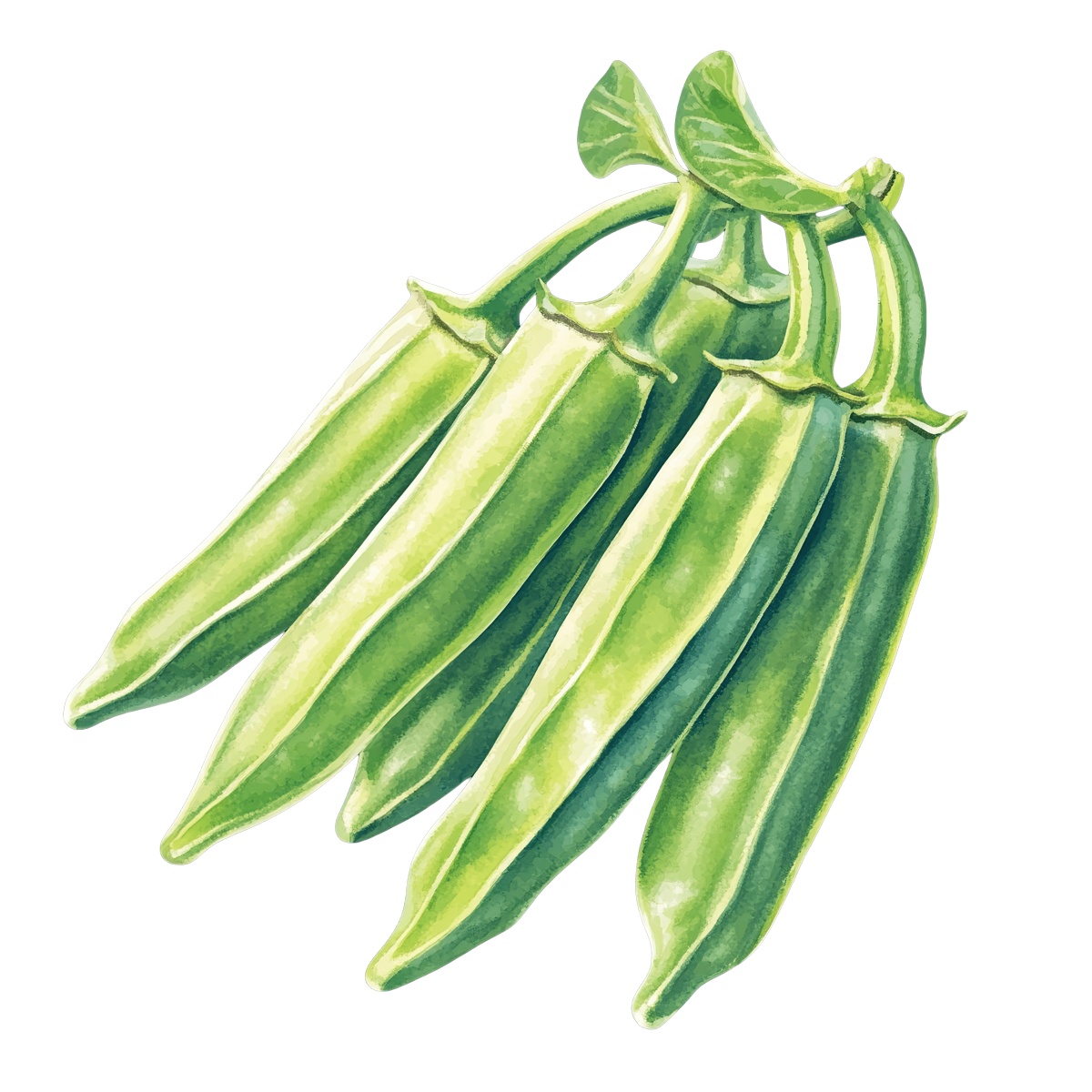 Green okra pods with leaves.
