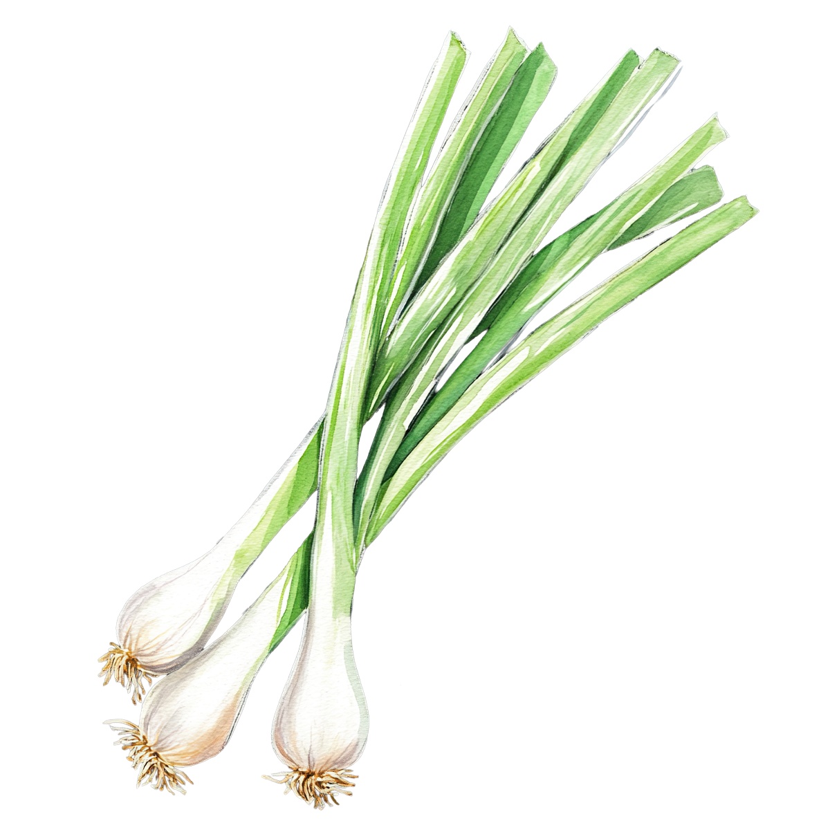 Green onions with long green stems and white bulbs depicted.