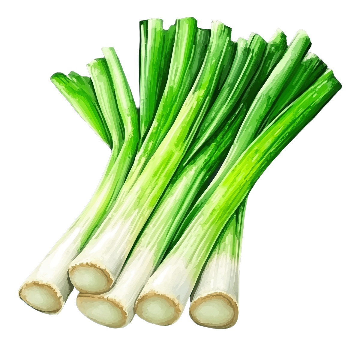 Bunch of fresh green onions with white bulbs.