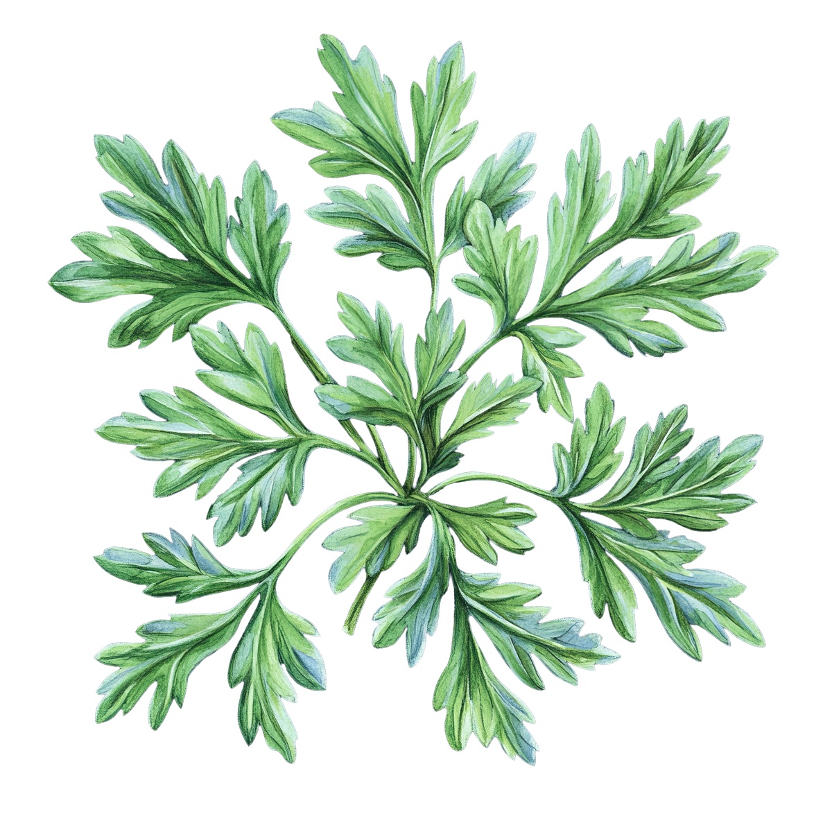 Parsley bunch with detailed green leaves in a clipart style.