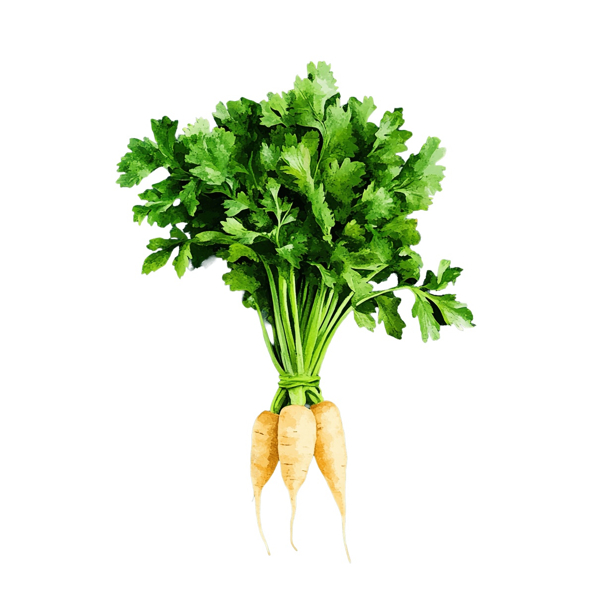 Parsnip bunch with green leaves in detailed clipart style.