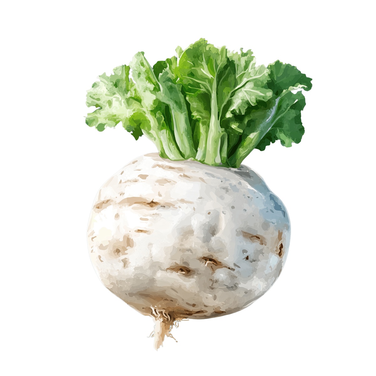White turnip with green leaves, showcasing its details.