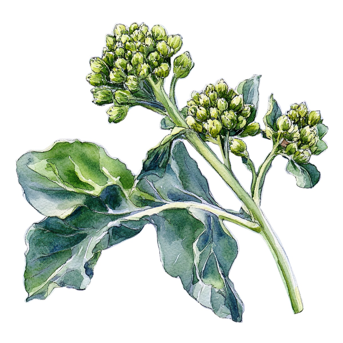 Green broccoli plant with leaves and budding florets depicted in clipart style.