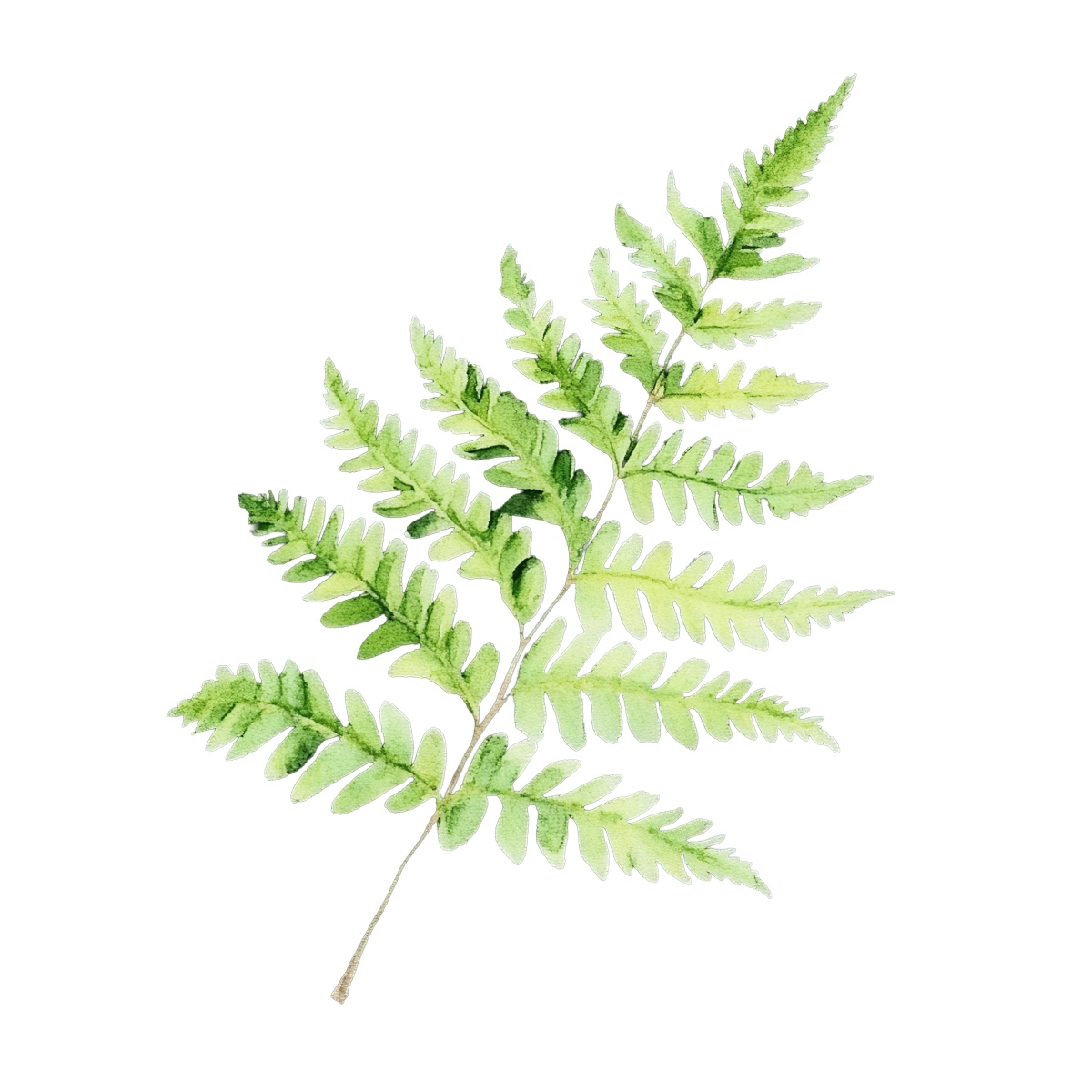 Green fern leaf with detailed fronds on a black background.