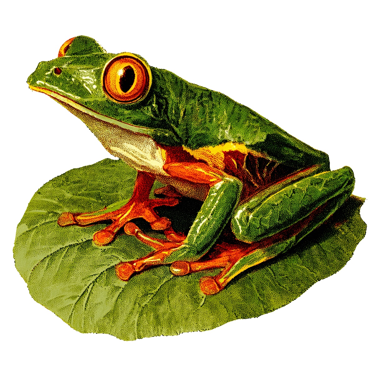 Green frog on leaf