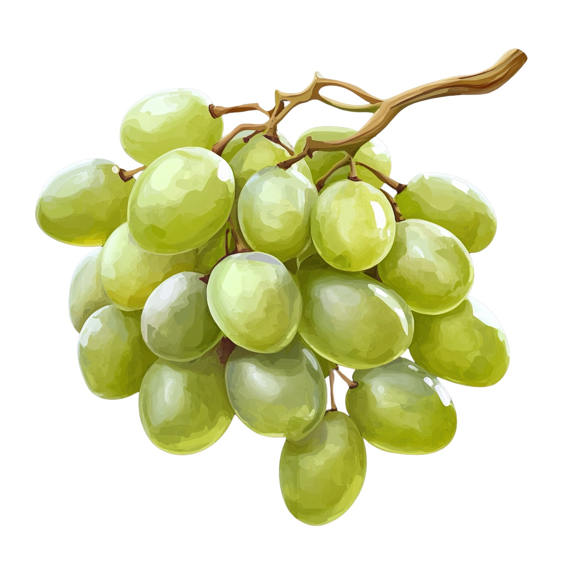 A bunch of green grapes with detailed texture and stem.