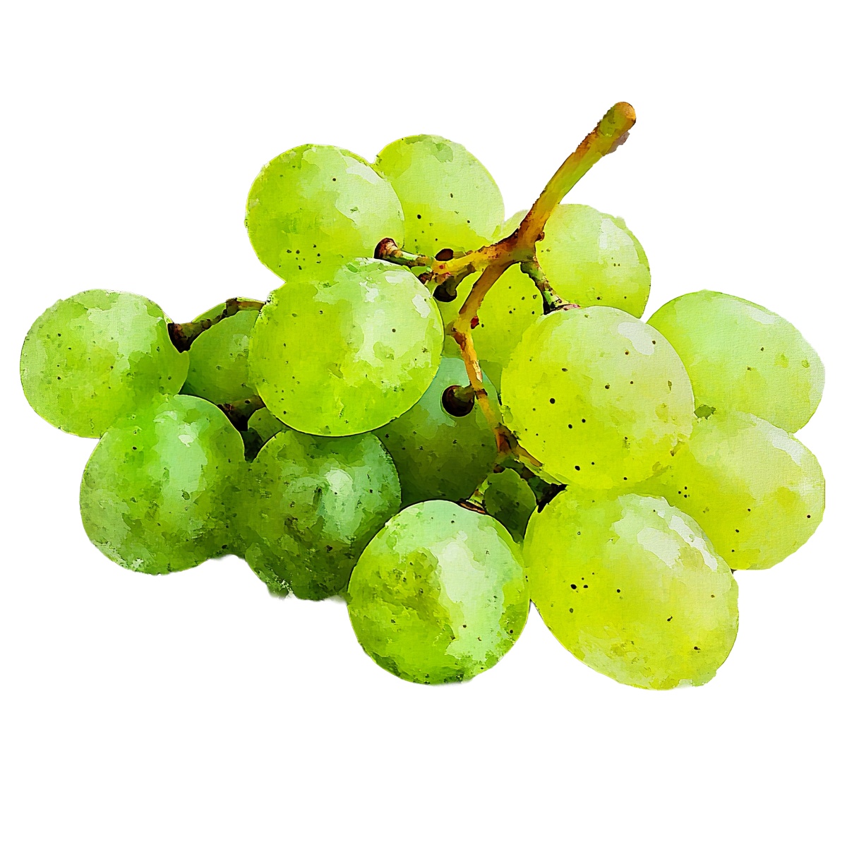 Green grapes bunch in watercolor style.