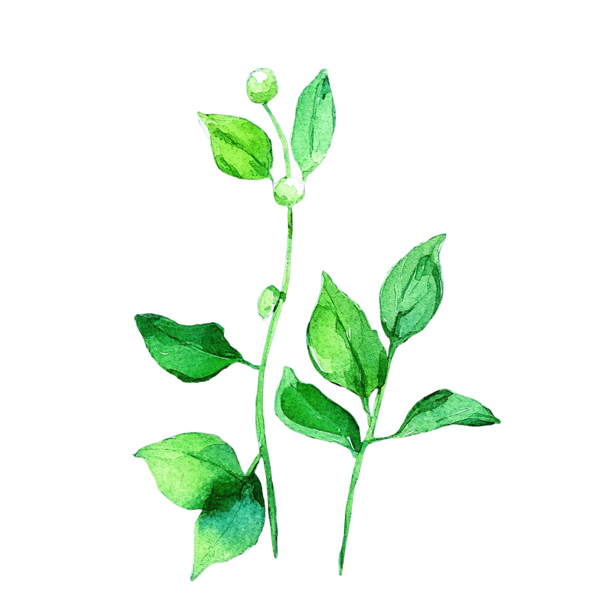 Green pea plant with leaves and pods in watercolor style.