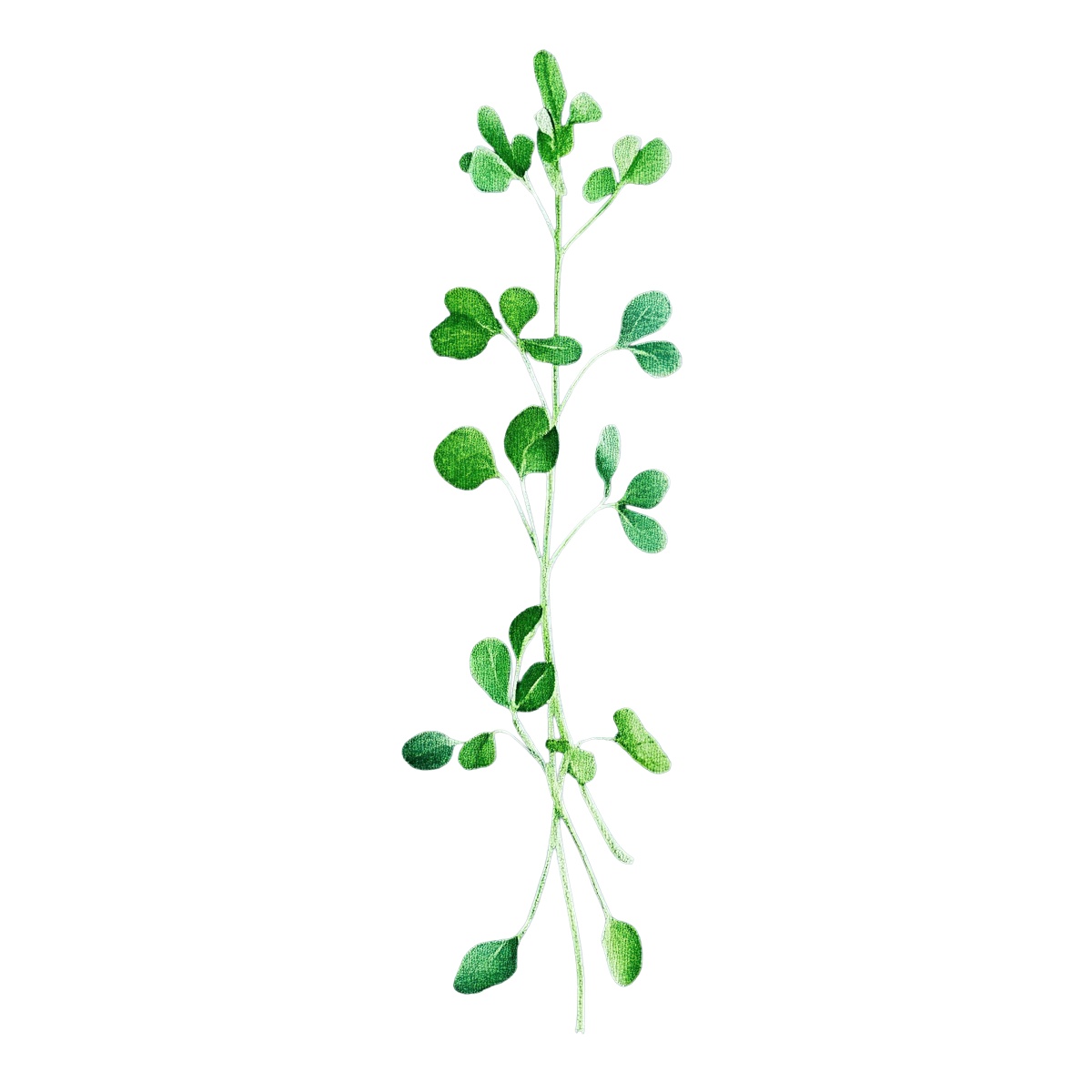 Green pea shoot plant with multiple leaves on a single stem.