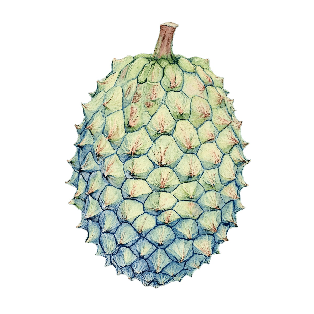 Hand-drawn custard apple with detailed texture and natural colors.