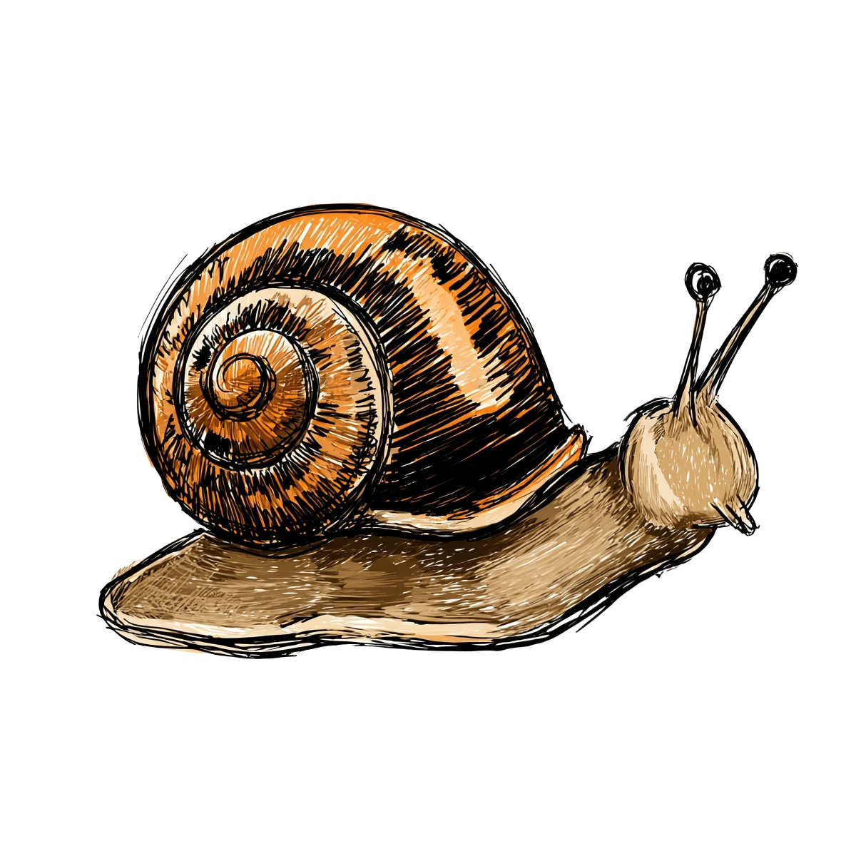 Snail with brown spiral shell, hand-drawn style, extended antennae.