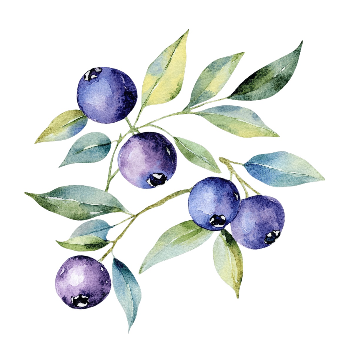 Watercolor blueberries and green leaves.
