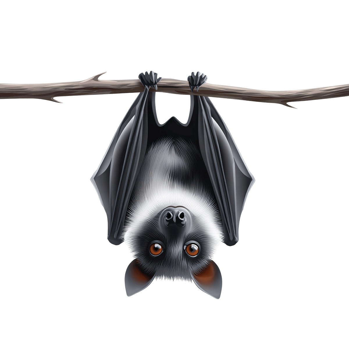 Illustration of a bat hanging upside down on a dark branch