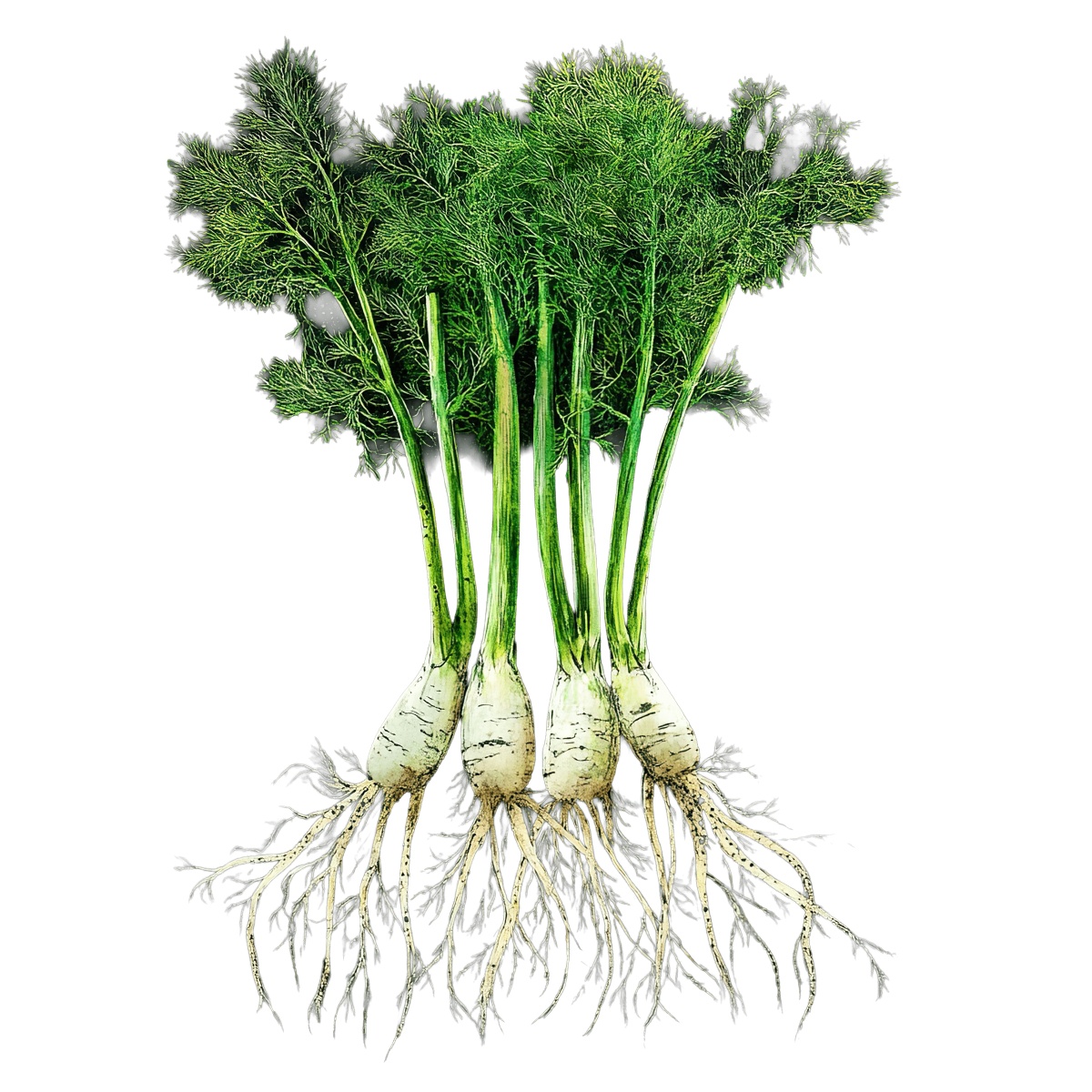 Fennel plants with visible roots.