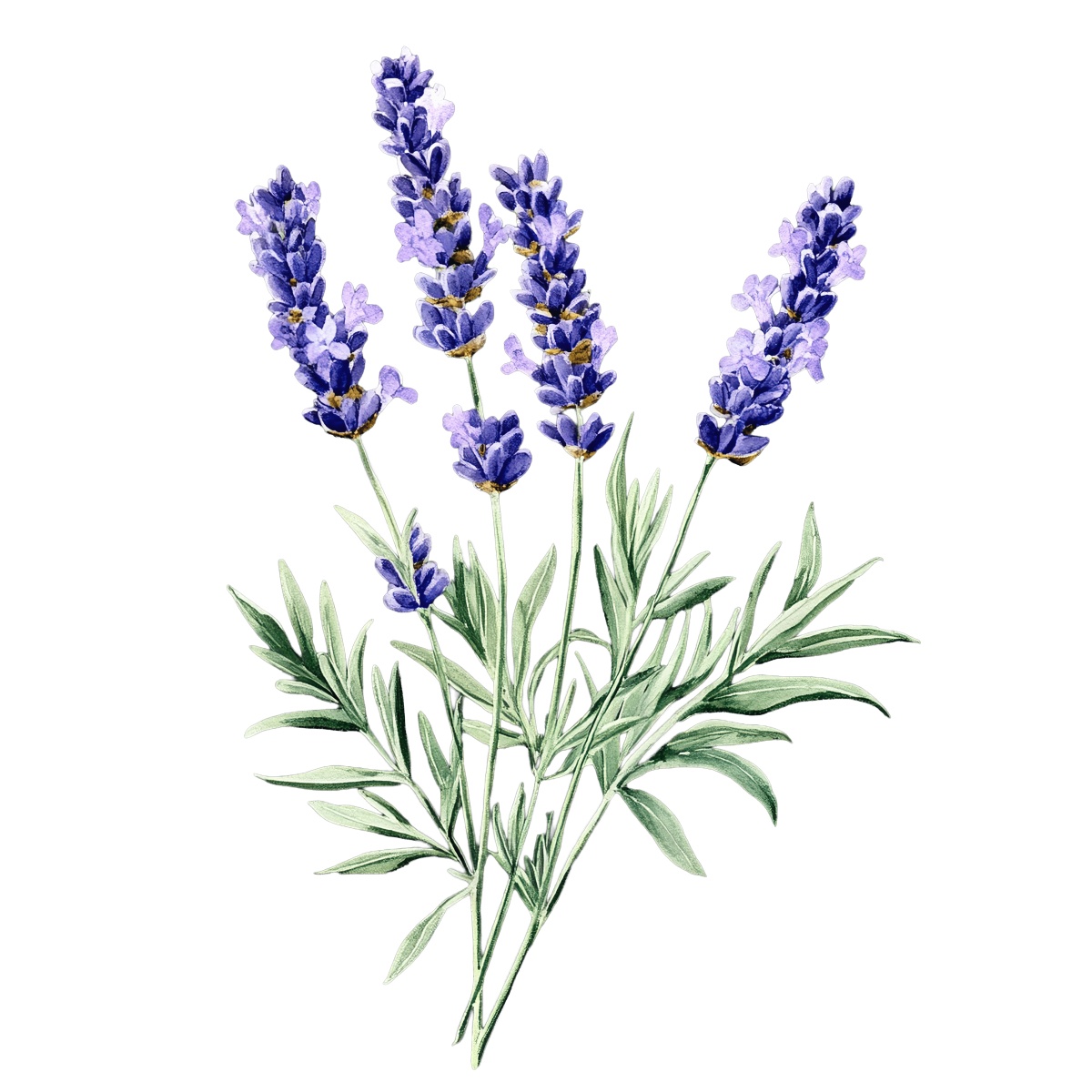 Lavender stems with purple flowers and green leaves against a black background.