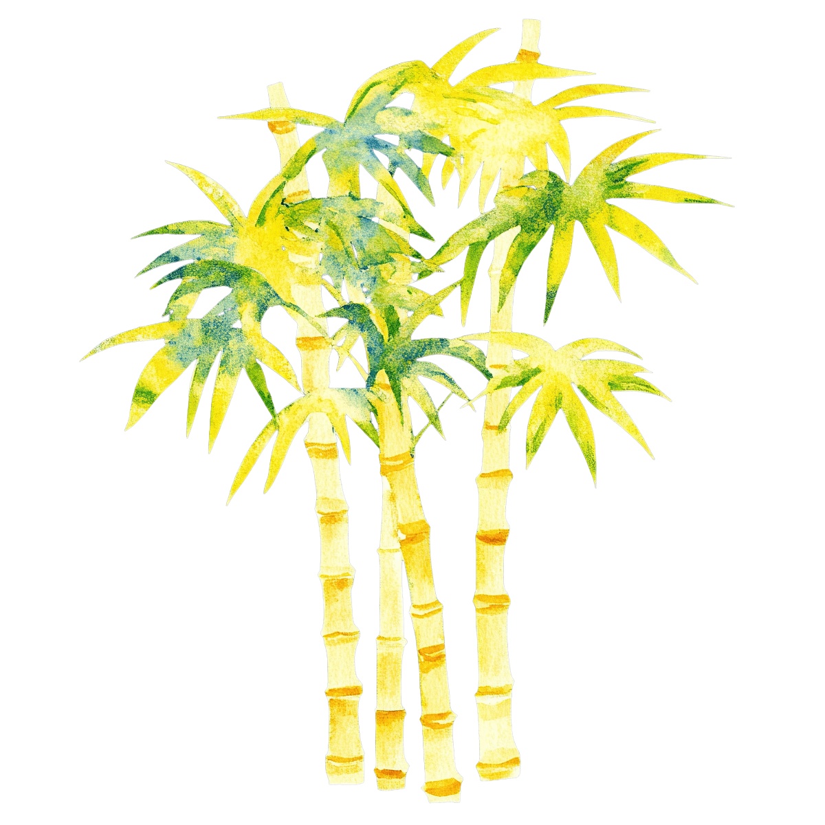 Bamboo stalks with green leaves.