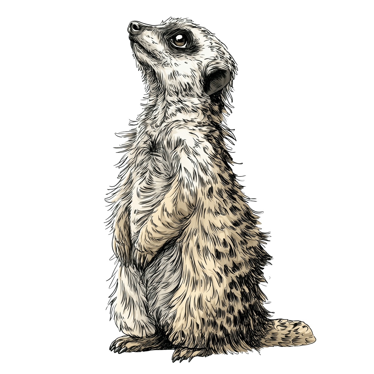 Meerkat standing upright with detailed pencil sketch fur